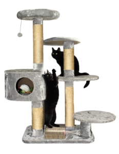 Kratzbaum kaufen, Katze auf Kratzbaum
