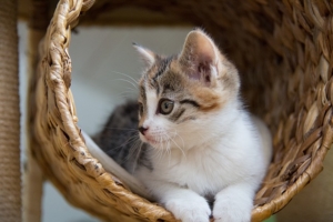 Katze sitzt im Natur-Kratzbaum