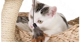 Katze an den Kratzbaum gewöhnen