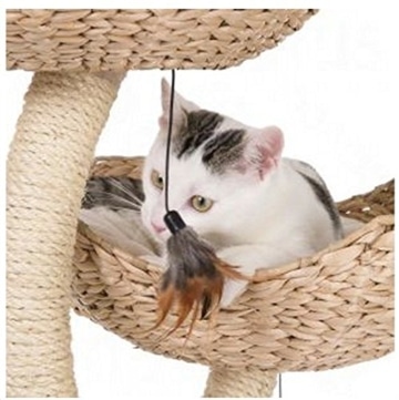 Katze an den Kratzbaum gewöhnen