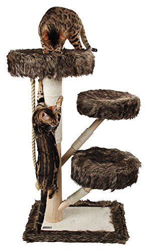 Katze an Kratzbaum gewöhnen durch Leckerlies