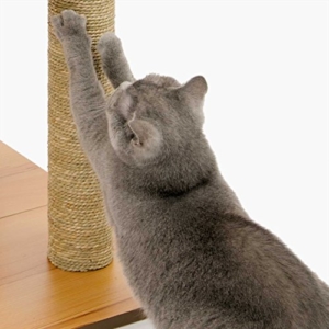 Katze an Kratzbaum gewöhnen durch kratzen