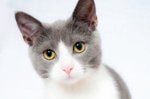 Katze das Kratzen an Möbeln abgewöhnen, gezielte Maßnahmen gegen das Möbelkratzen