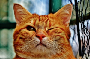 Deiner Katze Das Kratzen An Möbeln Abgewöhnen 12 Einfache