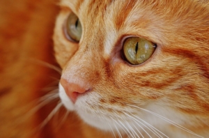 Katze das Möbelkratzen abgewöhnen, Katzen - Erziehung ist notwendig
