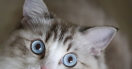 Katze das Kratzen an Möbeln abgewöhnen