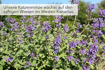 Katzenminze Catnip für Katzen, 60g XXL-Pack - 