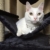 xxl-kratzbaum-grosse-katze-cat-temple-elite-katzenkratzbaum