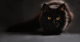 Katzen und ihre Fellfarben