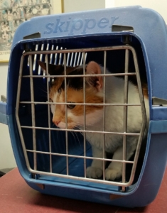 Katze in die Transportbox bekommen