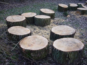 Kratzbaum selber bauen - Baumscheibe