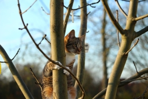 Kratzbaum selber bauen - Katze klettert auf Baum (2)