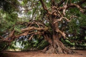 Kratzbaum selber bauen - der perfekte Kletterbaum