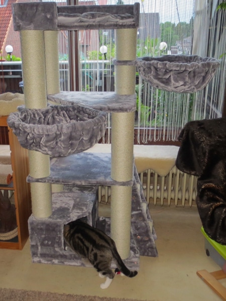 Maine Coon Kratzbaum Test Corner Coon-RHR