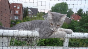 Ein Katzennetz schützt die Katze vor einem Absturz