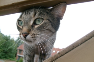 Fenster für Katzen sicher machen