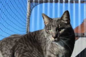 Grundausstattung für Katzen Balkonhalterung für Katzennetze selber bauen