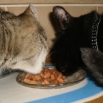 Grundausstattung für Katzen Ernährung und Näpfe