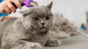 Grundausstattung für Katzen Fellpflege Furminator