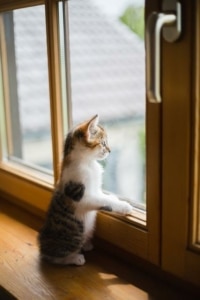 Grundausstattung für Katzen - Fenster Katzensicher machen