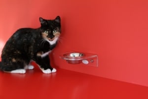 Grundausstattung für Katzen Futternapf erhöht
