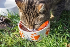 Grundausstattung für Katzen - Katze frisst aus Napf