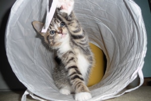Grundausstattung für Katzen - Katzen lieben Rascheltunnel als Spielzeug