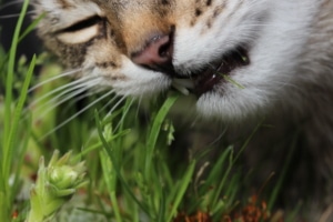 Grundausstattung für Katzen Katzengras für die Verdauung