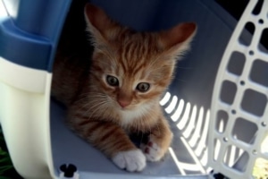 Grundausstattung für Katzen - Kitten in Transportbox