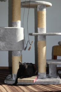 Grundausstattung für Katzen - Kratzbaum