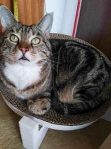Grundausstattung für Katzen - Kratzpappe zum Krallen wetzen und als Schlafplatz beliebt