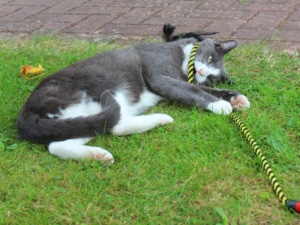 Grundausstattung für Katzen - Outdoor Spielzeug für den Garten