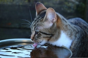 Grundausstattung für Katzen - Wassernapf