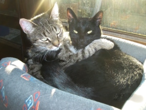 Grundausstattung für Katzen - Zwei Katzen kuscheln zusammen in einem Kuschelbett
