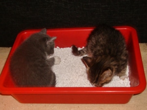 Grundausstattung für Katzen - das richtige Katzenklo und Streu für Kitten
