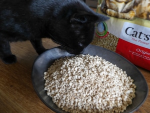 Grundausstattung für Katzen - geruchsloses oder duftendes Katzenstreu