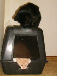 Grundausstattung für Katzen -geschlossene Katzentoilette