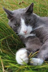 Grundausstattung für Katzen - komplette Checkliste - Katzen sind die beliebtesten Haustiere