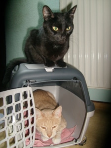 Grundausstattung für Katzen - stabile Transportbox