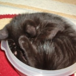 Katze schläft in kleiner Tupperdose
