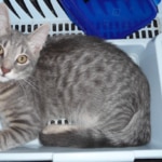 Katzen suchen sich oft ihren Schlafplatz selber aus