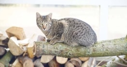 Naturkratzbaum - die 10 besten Kratzbäume aus Holz, Weide oder Banana Leaf