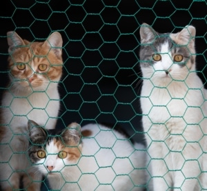 Balkonsicherung für Katzen - Drei Katzen beobachten von einem gesicherten Balkon die Umgebung Balkonsicherung für Katzen - Drei Katzen beobachten von einem gesicherten Balkon die Umgebung