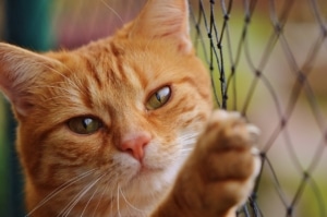 Balkonsicherung für Katzen - wichtig gerade bei kletterliebenden Katzen