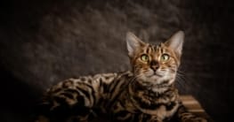 Bengalkatzen - Alles über die faszinierenden Mini-Leoparden